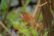 dpp_0005.jpg