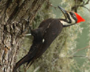 dpp_0011.jpg