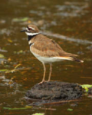 dpp_0017.jpg