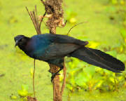 dpp_0018.jpg
